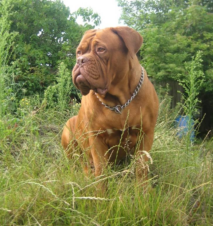 Dogue de bordeaux Calypso - 2½ år gl. - juli 2009 billede 17
