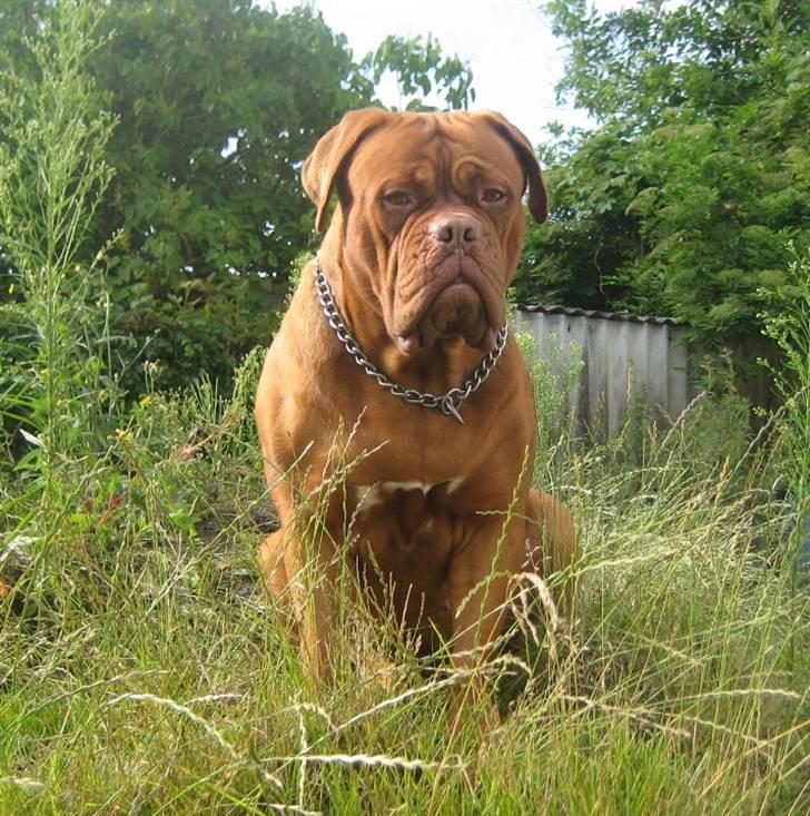 Dogue de bordeaux Calypso - Min dejlige Calypso-skat billede 18