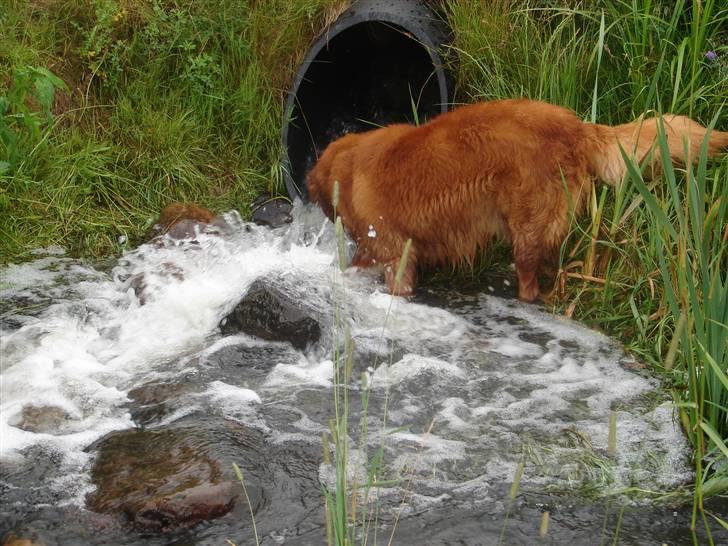 Nova scotia duck tolling retriever Gandalf (2003-2010) - Gandalfs yngligsbeskæftigelse billede 6