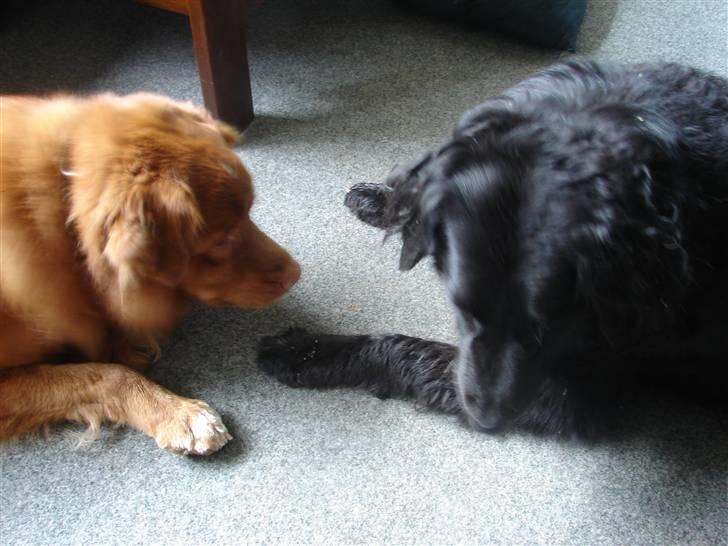 Nova scotia duck tolling retriever Gandalf (2003-2010) - har du spist godbiden eller er der noget over jeg kan stjæle? billede 7