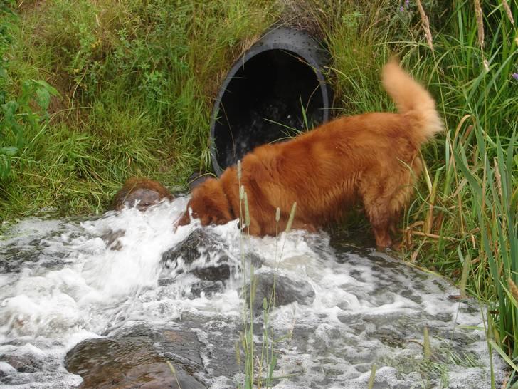 Nova scotia duck tolling retriever Gandalf (2003-2010) - uhhh mere vand mere plask...jeg skal nok fange jer billede 8