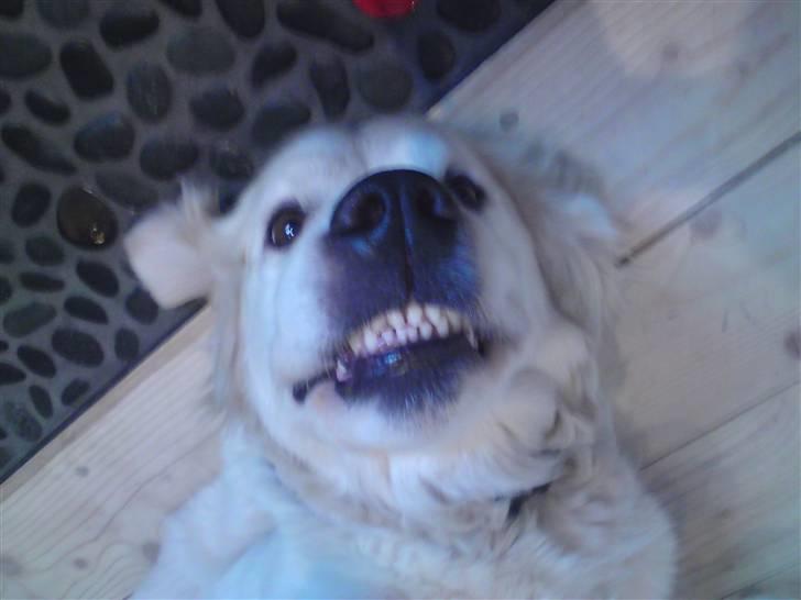 Golden retriever Mille - SMIL :) billede 1