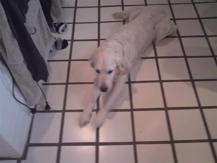 Golden retriever Mille - Nok det bedste billede vi har af hende, MEN DER KOMMER FLERE :) billede 2