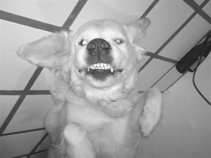 Golden retriever Mille - Syntes billedet er så sjovt så det MÅTTE med billede 3