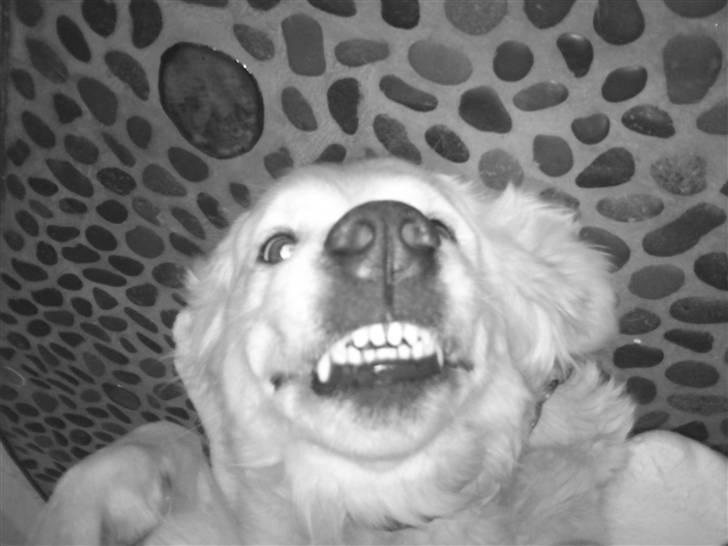 Golden retriever Mille - SMIL! billede 4