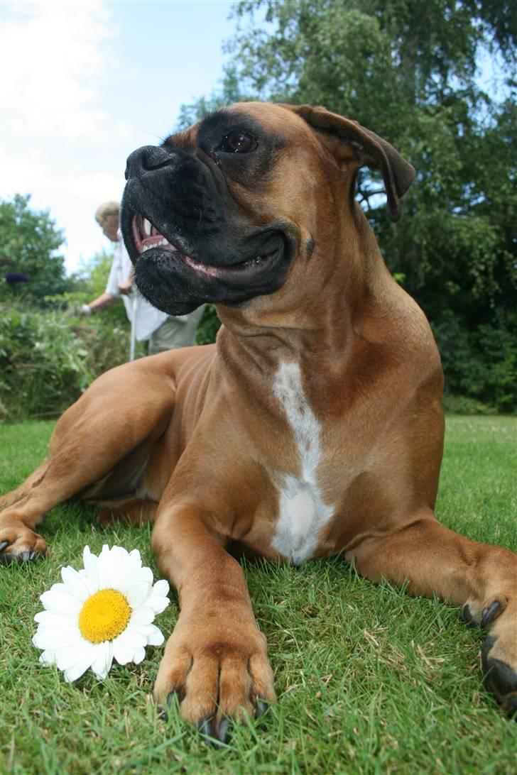 Boxer Zelda billede 13