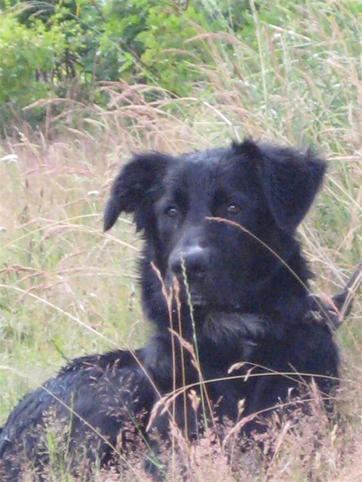 Blanding af racer Taiko - Hvalpetræning d. 7/7 2009 billede 1