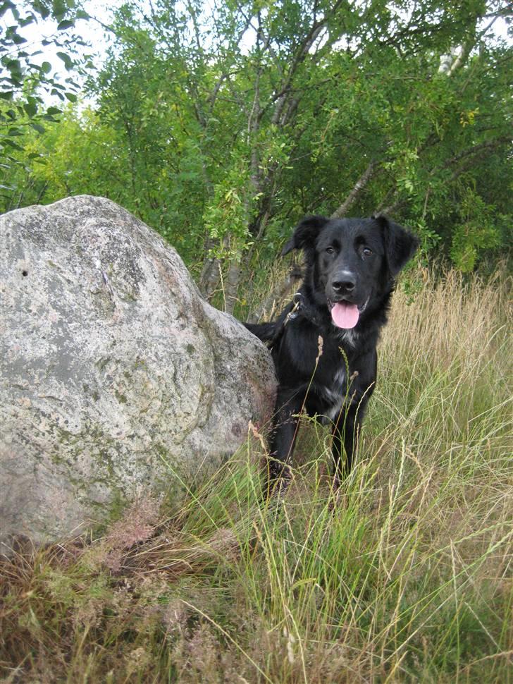 Blanding af racer Taiko - Hvalpetræning d. 7/7 2009 billede 2