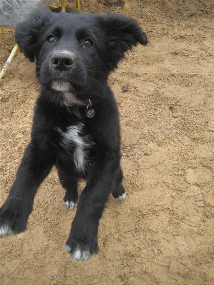 Blanding af racer Taiko - Siger vidst lidt om den kænguro energi jeg har, Den 6/5 2009 billede 3