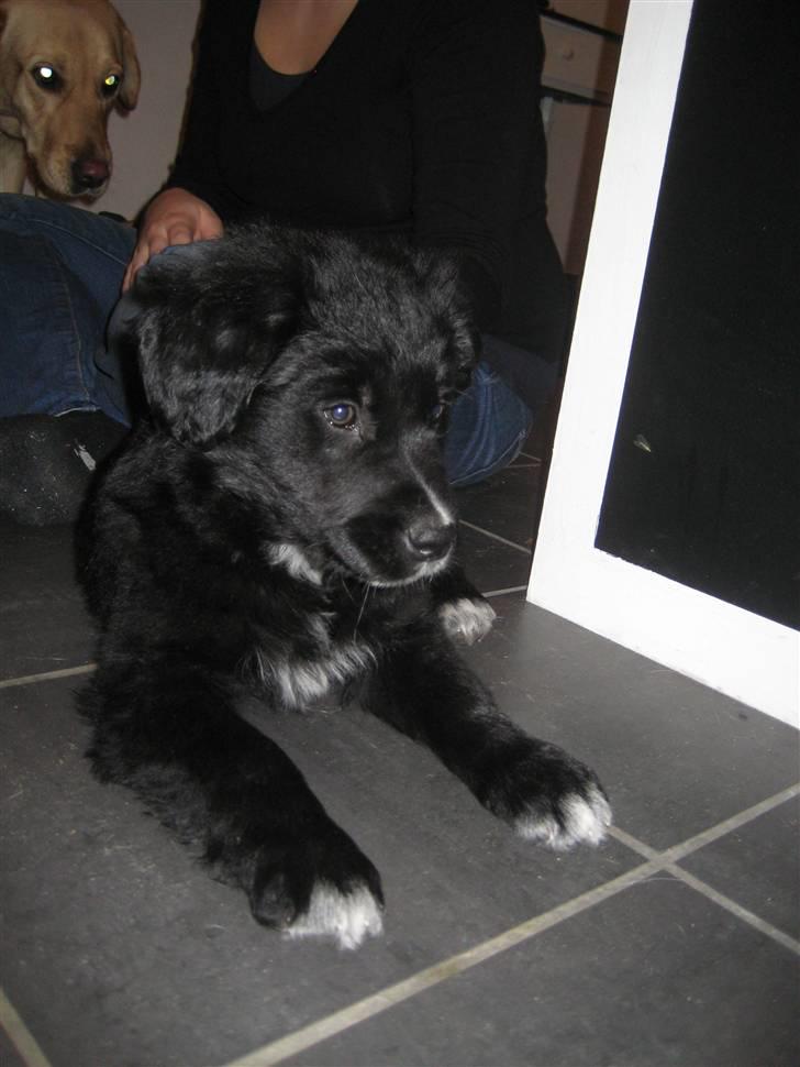 Blanding af racer Taiko - Den 25/2 2009, hvor vi lige har fået ham hjem.. Han faldt meget hurtigt til :O) billede 4