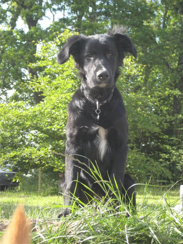 Blanding af racer Taiko - Fanget i et godt stille øjeblik i haven, den 5/6 2009 billede 5