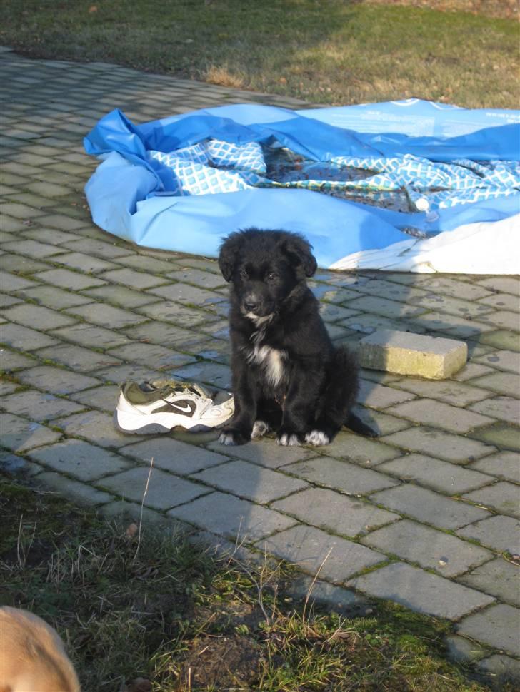 Blanding af racer Taiko - Sammenlignet med en str. 38, den 26/2 2009 billede 6