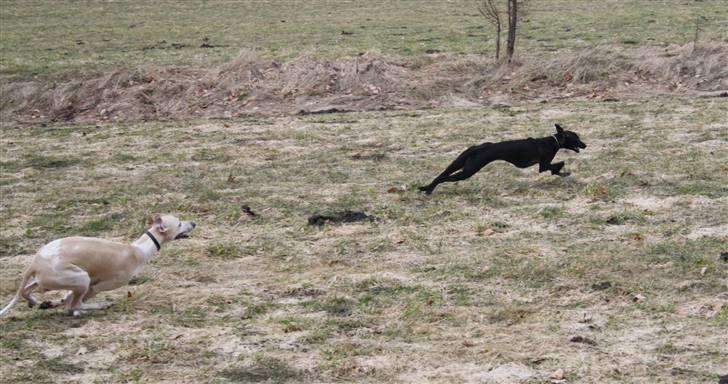Whippet Liva - 28/3-2010 billede 15