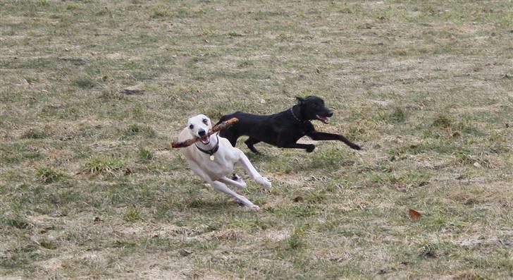 Whippet Liva - 28/3-2010 billede 16