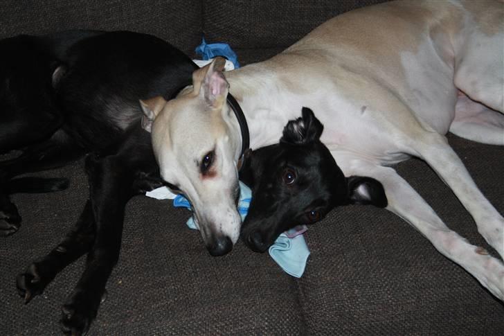 Whippet Liva billede 17