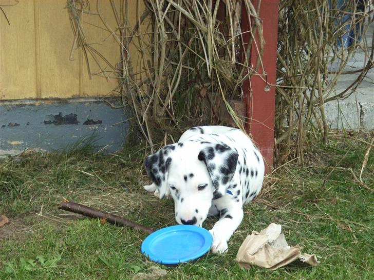 Dalmatiner Valde*himmel hund* :'(<3 - velkommen til valdes profil billede 1