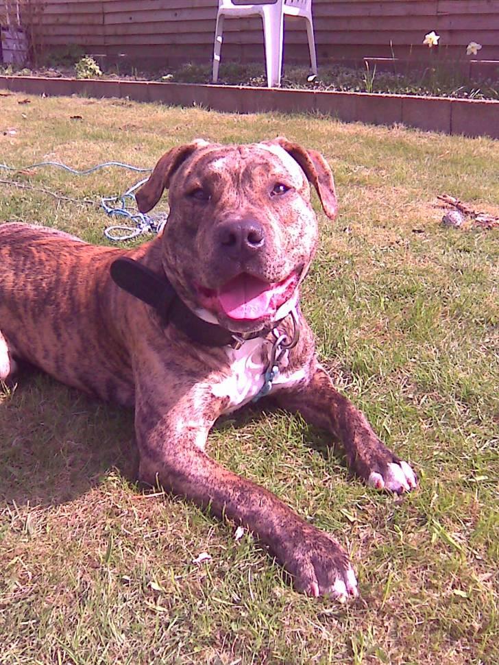 Amerikansk staffordshire terrier Ozzy (manse) billede 2