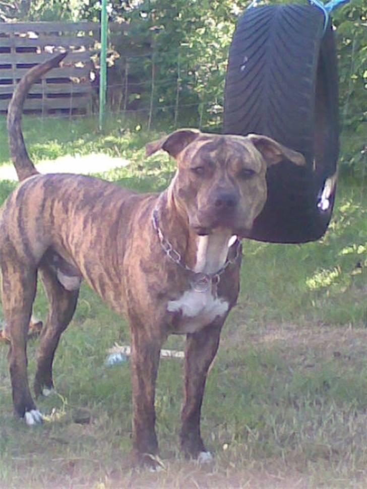 Amerikansk staffordshire terrier Ozzy (manse) billede 3