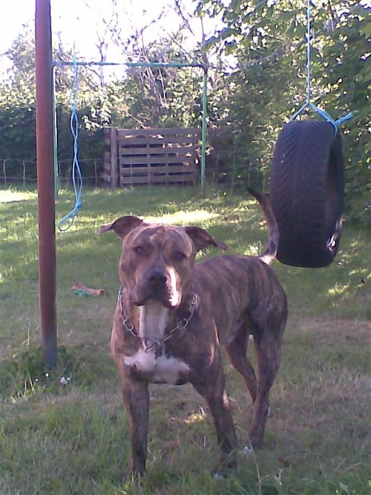 Amerikansk staffordshire terrier Ozzy (manse) billede 4