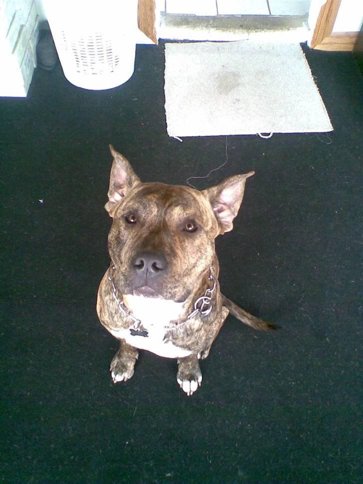 Amerikansk staffordshire terrier Ozzy (manse) billede 5