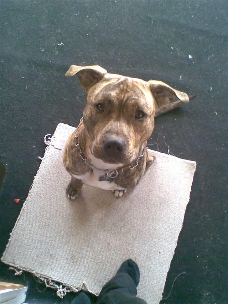 Amerikansk staffordshire terrier Ozzy (manse) billede 6