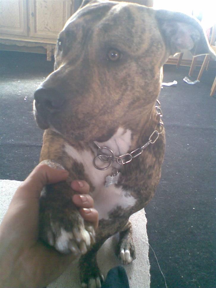 Amerikansk staffordshire terrier Ozzy (manse) billede 7