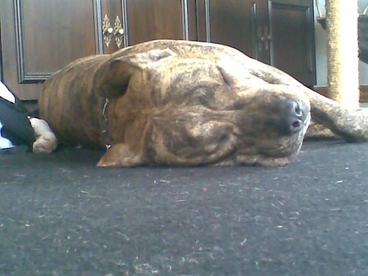 Amerikansk staffordshire terrier Ozzy (manse) billede 8