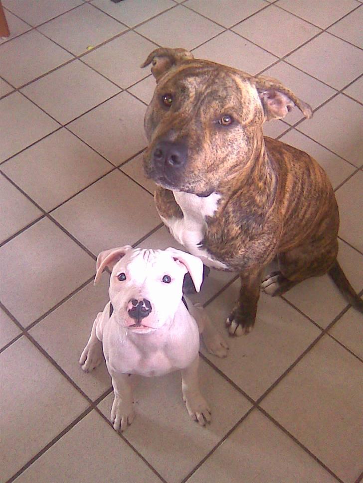 Amerikansk staffordshire terrier Ozzy (manse) billede 9