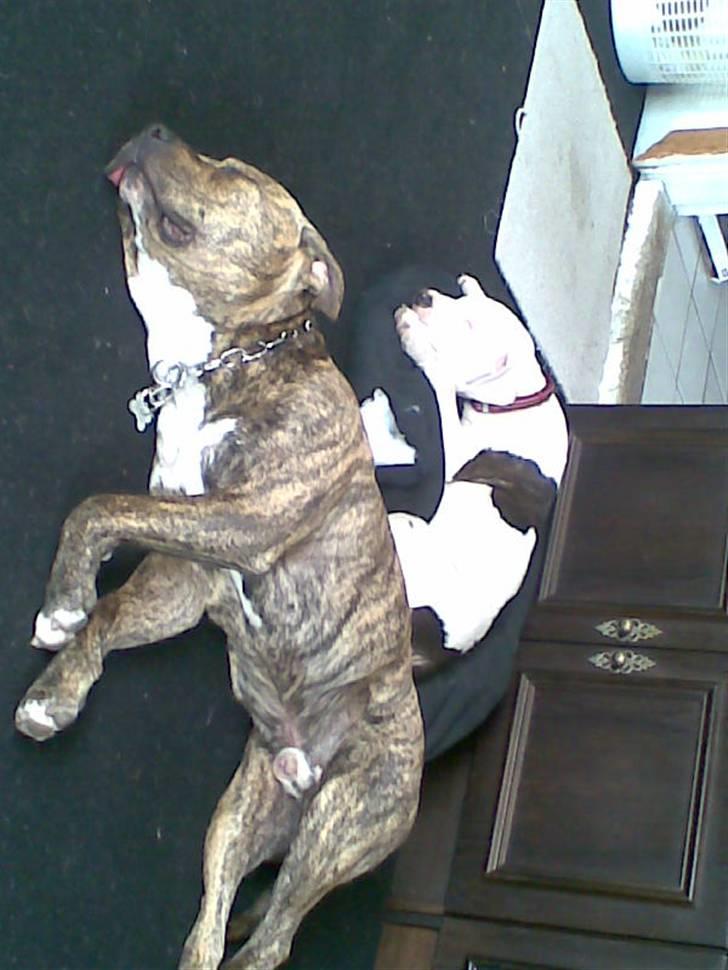 Amerikansk staffordshire terrier Ozzy (manse) billede 10