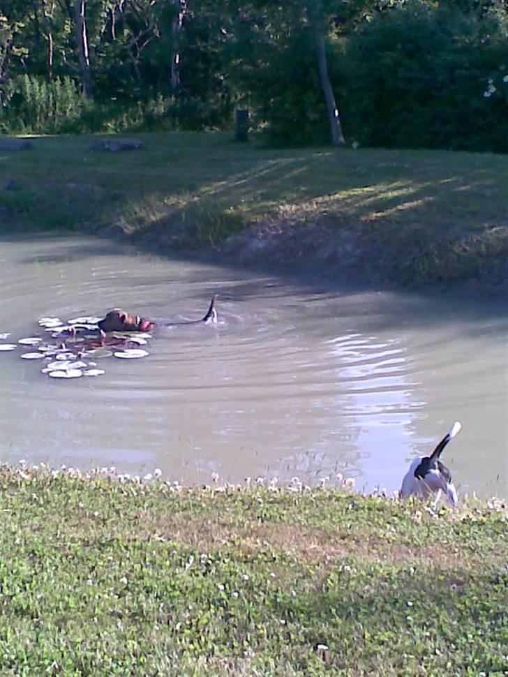 Amerikansk staffordshire terrier Ozzy (manse) billede 11