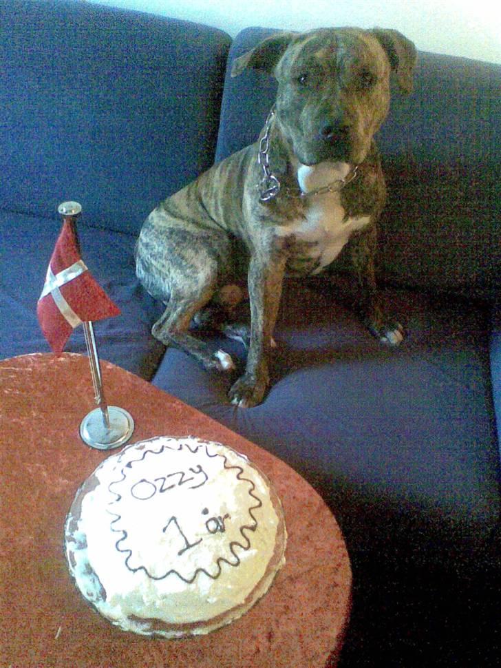 Amerikansk staffordshire terrier Ozzy (manse) billede 12