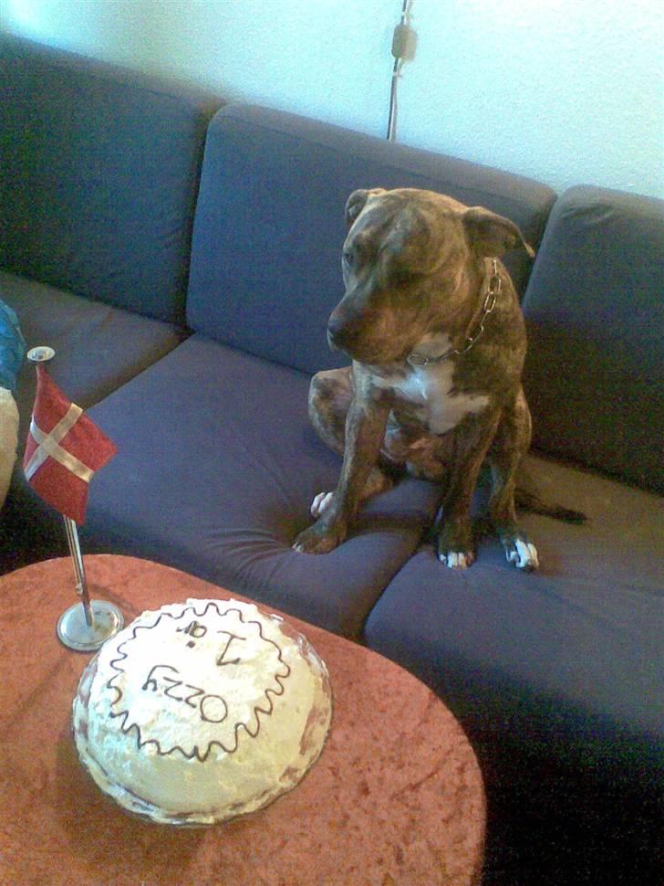 Amerikansk staffordshire terrier Ozzy (manse) billede 13