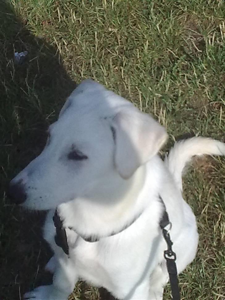 Blanding af racer Nanook - kan ikke se dig billede 15