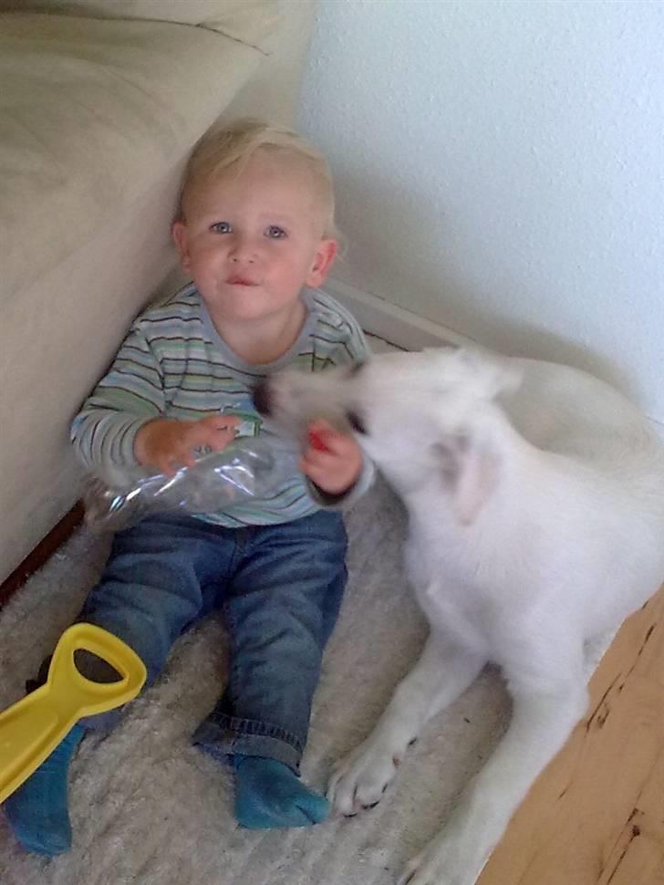 Blanding af racer Nanook - Tristan synes bare det er så hyggeligt, at sidde og lege med nanook og omvendt billede 14