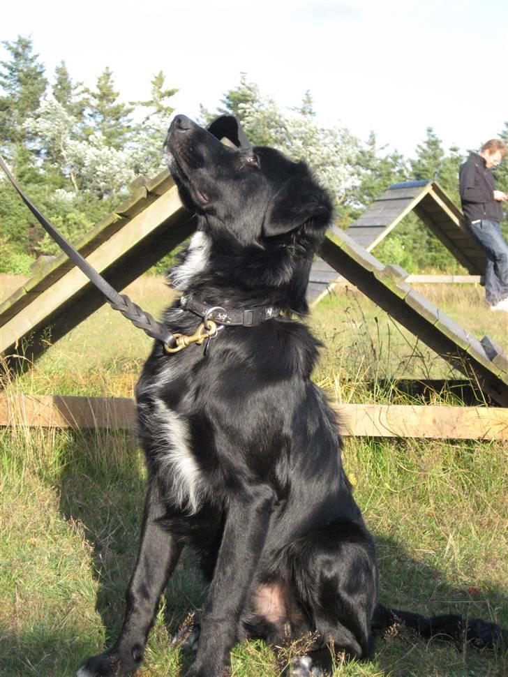 Blanding af racer Taiko - Hvalpetræning d 21/7 2009 billede 7