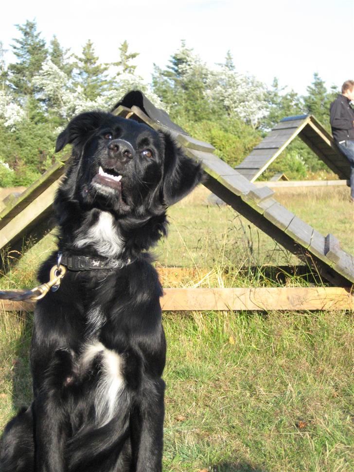 Blanding af racer Taiko - Hvalpetræning d 21/7 2009 billede 8