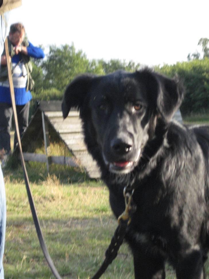 Blanding af racer Taiko - Hvalpetræning d 21/7 2009 billede 9