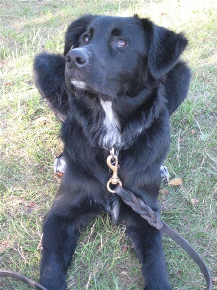 Blanding af racer Taiko - Hvalpetræning d 21/7 2009 billede 10