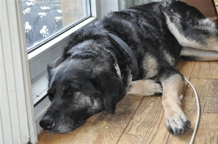 Blanding af racer Milan billede 2