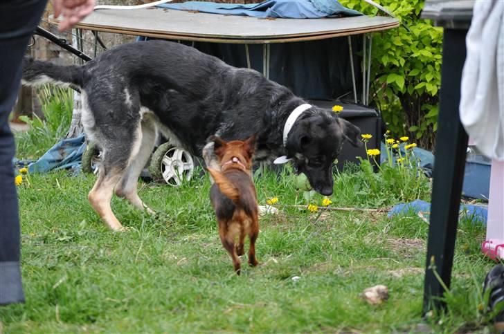 Blanding af racer Milan - Der er lidt hvidt på hendes snude og det er mælk. Vi kastede med det og hun fik noget på sig. XD billede 3