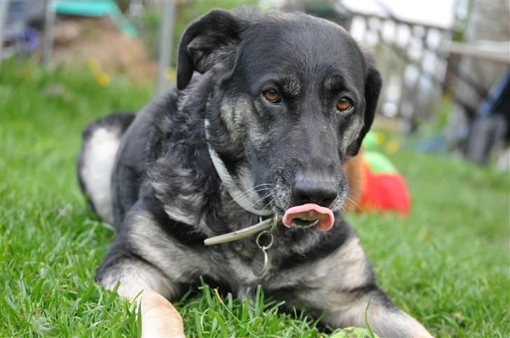 Blanding af racer Milan billede 4