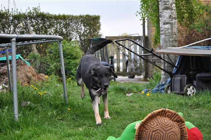 Blanding af racer Milan billede 5