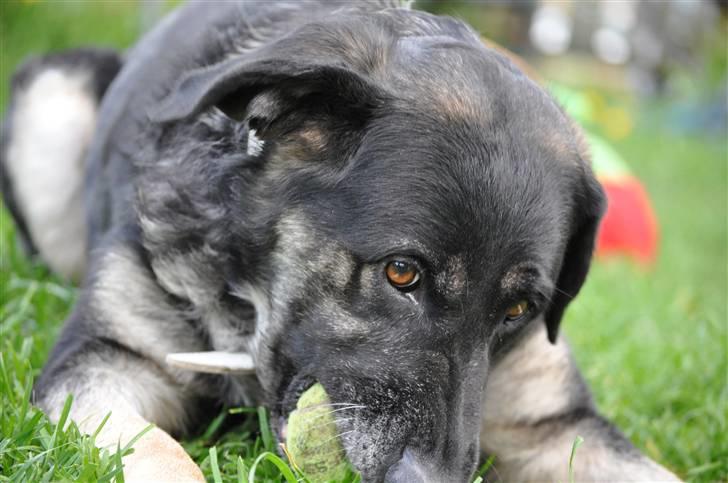 Blanding af racer Milan billede 6