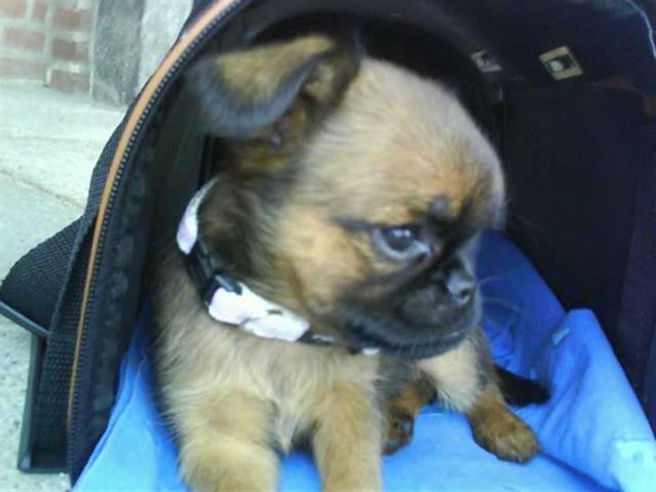 Griffon petit brabancon Chili billede 5