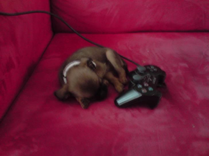 Griffon petit brabancon Chili billede 6