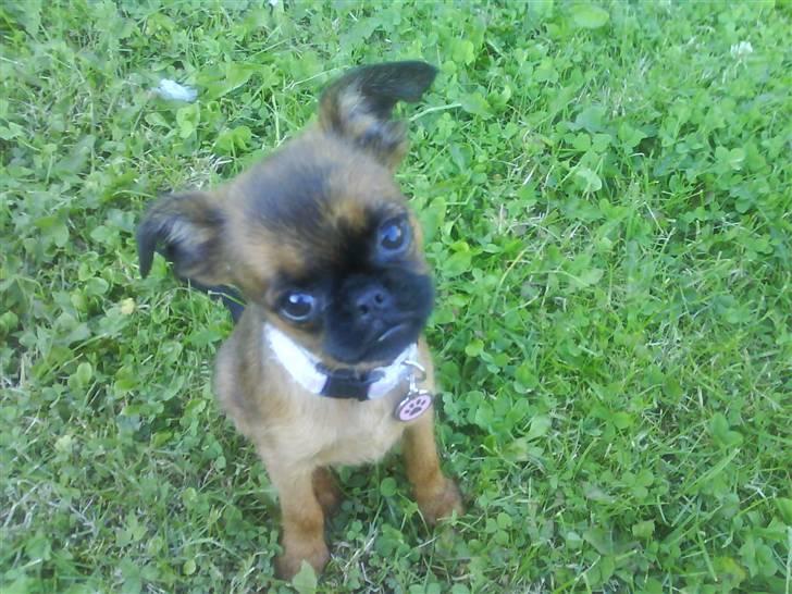 Griffon petit brabancon Chili billede 7