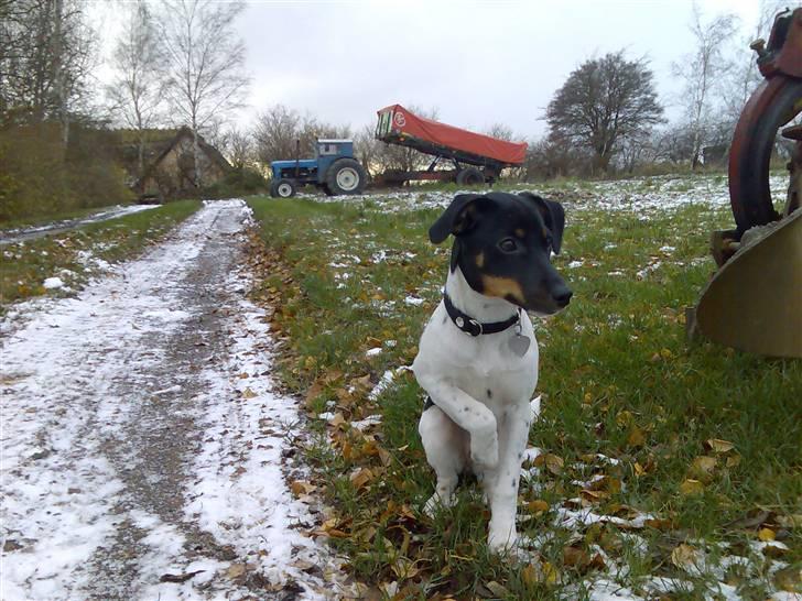 Dansk svensk gaardhund Tjørnely's Luna billede 1