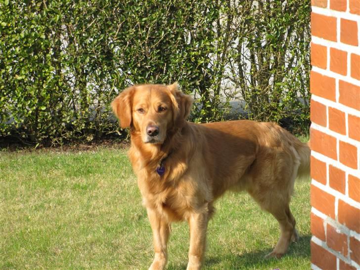 Golden retriever laban - Laban billede 1
