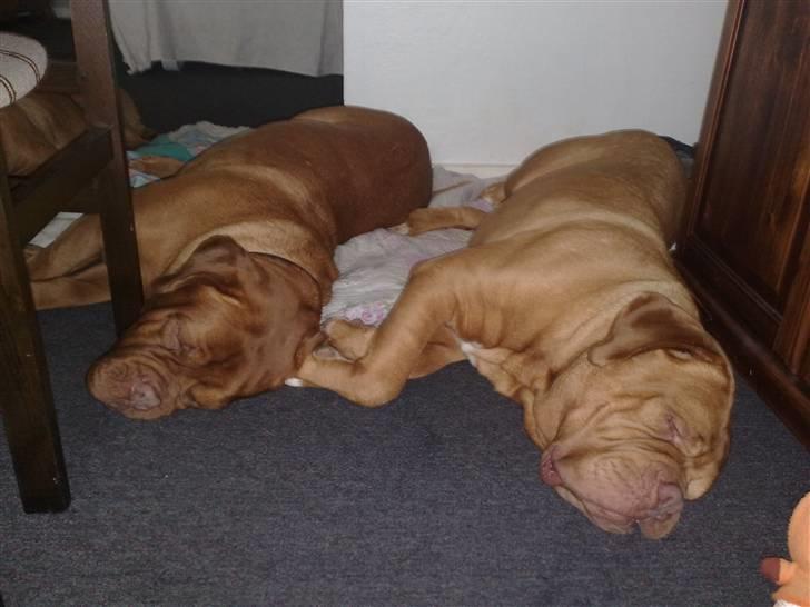 Dogue de bordeaux Arnold Grandis - Mig og min kone Pumba billede 7