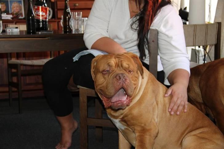 Dogue de bordeaux Arnold Grandis billede 8